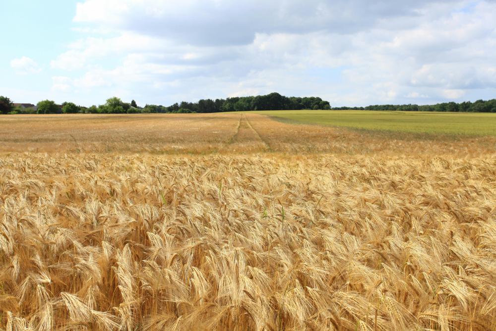wheat field