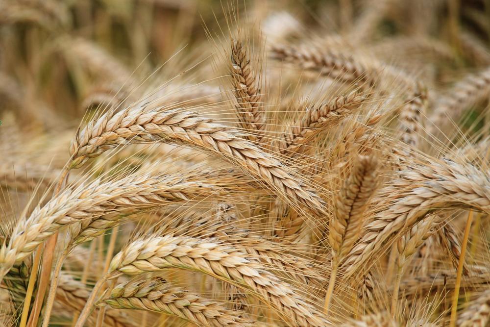 wheat field